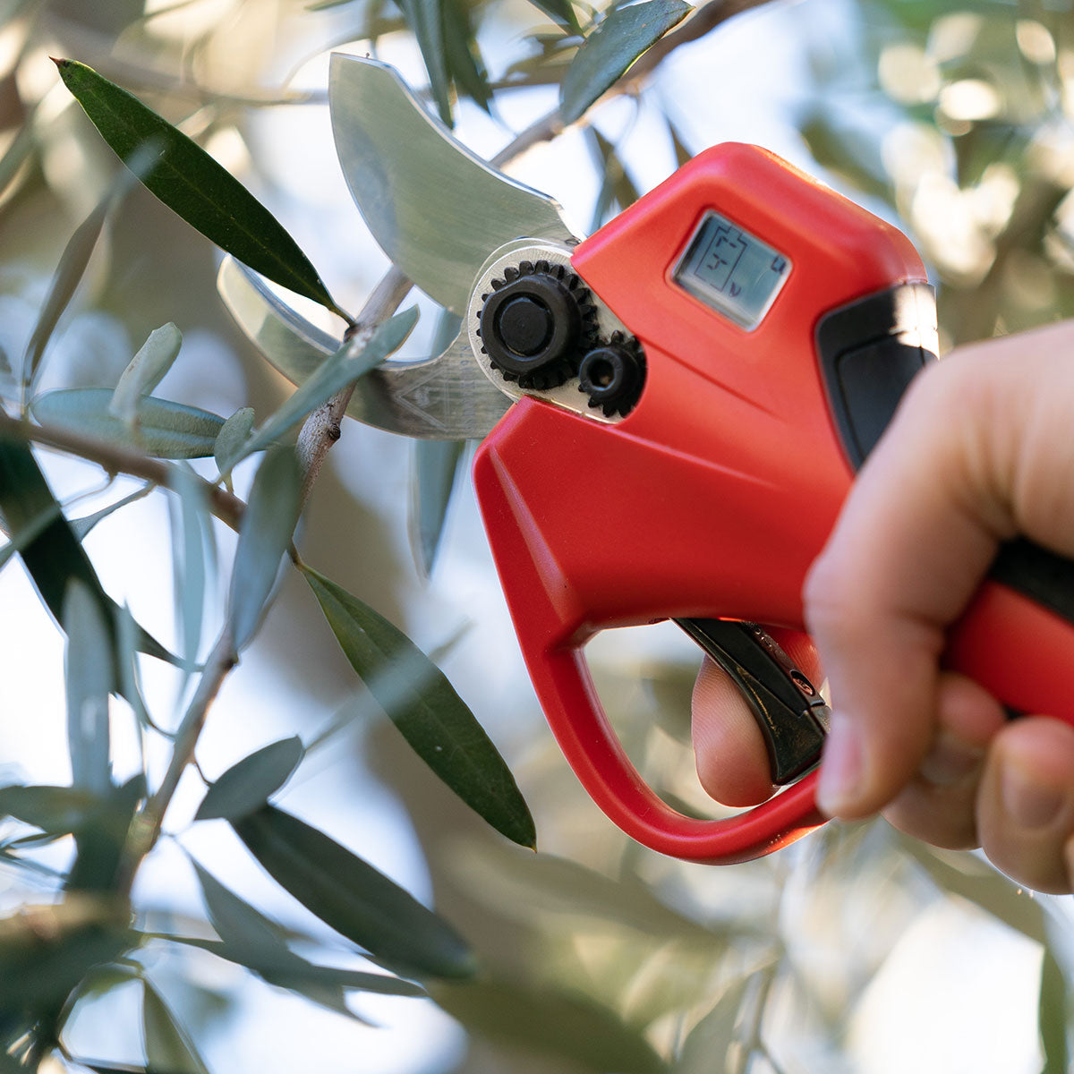 (¡¡¡40% DE DESCUENTO !!! Promoción de Navidad) Tijeras de ramas eléctricas: facilite tu trabajo de jardinería